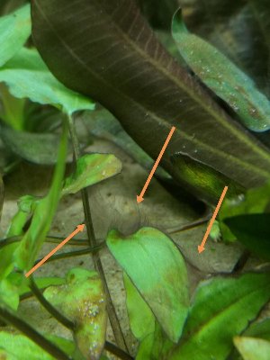 15450_5af449b472f68.jpg 900X1200 px