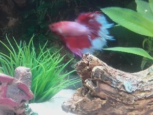 15644_5aea0316d66a2.jpg 1600X1200 px
