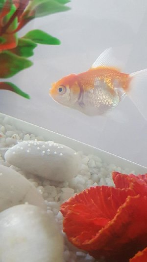 Est-ce que ce sont des oeufs de mes poissons rouges?