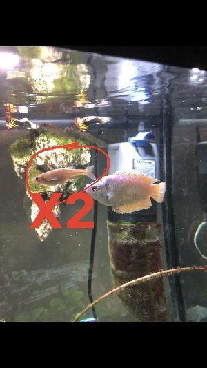 15666_5b44dd0963f9c.jpg 675X1200 px