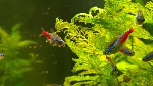 15783_5ea1f23c544c9.jpg 1600X900 px