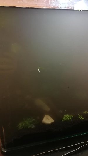 16323_5c44b82b721f8.jpg 677X1200 px