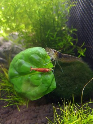 16645_5d0a8cdb69ef3.jpg 900X1200 px