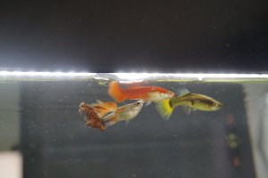 16647_5bdd9057af6c8.jpg 1600X1067 px