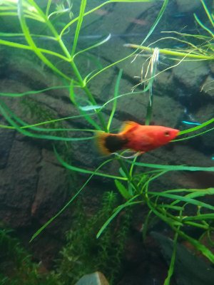 16945_5c192ec050e03.jpg 900X1200 px