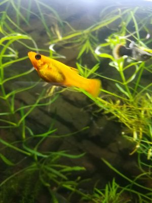 16945_5c193f926a775.jpg 900X1200 px