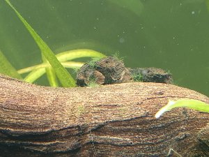 17063_5eaede4f80c1c.jpg 1008X756 px