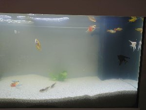17105_5c35f473aaecb.jpg 1600X1200 px
