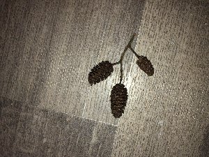 17128_62c7300aac3af.jpg 1600X1200 px