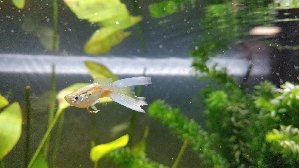 17132_5c474ef1352cf.jpg 1600X900 px