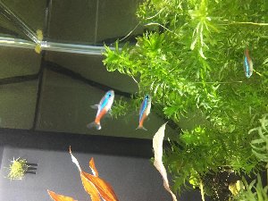 17135_5c40bc858119f.jpg 1600X1200 px