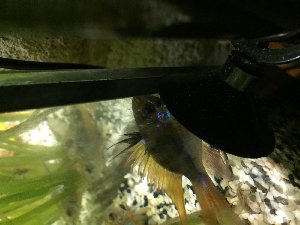 17285_5c4f6fe48b76c.jpg 1600X1200 px