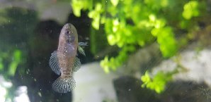 17348_5d2498e80b086.jpg 1600X778 px