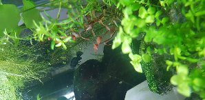 17348_5d24991627e33.jpg 1600X778 px