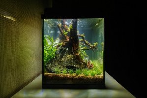 17405_5c7b9e1e27cde.jpg 1000X666 px