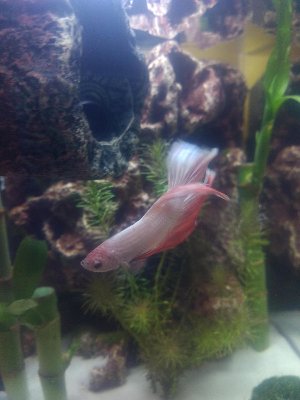17509_5cad9e2c1c0a9.jpg 900X1200 px