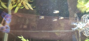 17509_5d342474371aa.jpg 1600X738 px