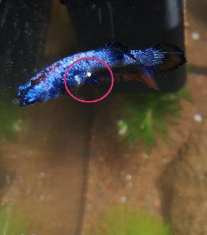 17702_5c969cc669418.jpg 1058X1200 px