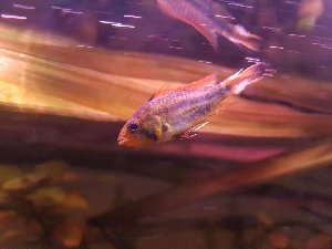 17709_5c97e42ccb0e5.jpg 1080X810 px
