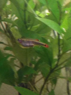 17883_5d17aac57603d.jpg 900X1200 px