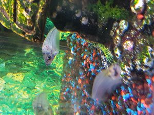 17965_5cc05ef9a6720.jpg 1600X1200 px