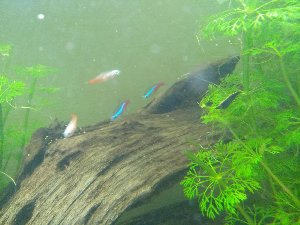 18054_5cce8ab4ede2a.jpg 1600X1200 px