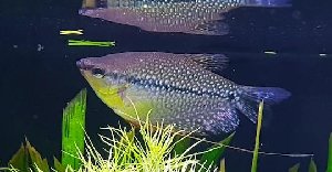 18246_5ced7d4561e67.jpg 540X281 px