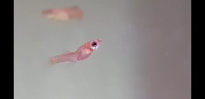18271_5cf3d4541bba1.jpg 1480X720 px