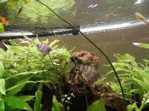 1871_51c8af105e0cd.jpg 300X225 px