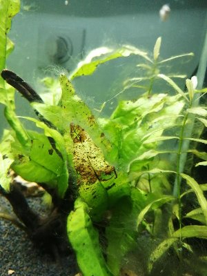 18804_5e987ad7d9af6.jpg 900X1200 px