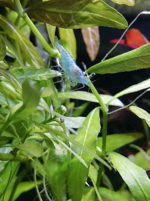 18878_5d6eb1c56e97b.jpg 900X1200 px