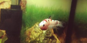 19051_5dd2d3e5ab49a.jpg 1600X800 px