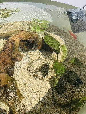 19141_5e8f1baf54e9d.jpg 900X1200 px