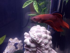 19278_5dc2d6d6e60cc.jpg 1600X1200 px