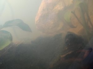19310_5dc053c3b9f38.jpg 1600X1200 px