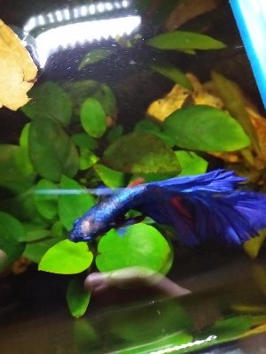 19310_5e31d8e4b728d.jpg 900X1200 px