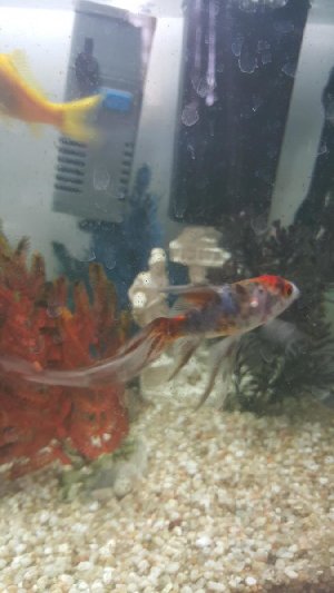 19398_5dde6e80d289c.jpg 675X1200 px