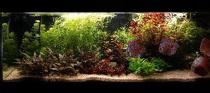 1943_58cd372f6655d.jpg 1600X711 px