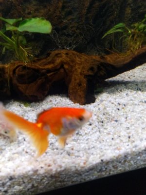 19560_5e496f1c12e99.jpg 900X1200 px