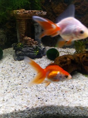 19560_5e496f3f7f2b6.jpg 900X1200 px