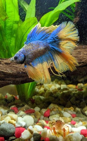 19601_5e1f2e07e8460.jpg 742X1200 px