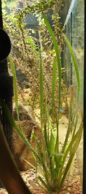 19606_5e1affe35edbc.jpg 535X1200 px