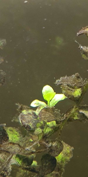 19606_5e1b5fbeda61f.jpg 600X1200 px