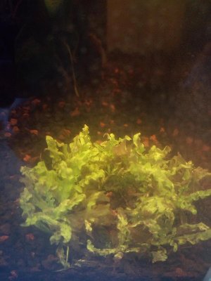 19687_5e496dea3ba13.jpg 900X1200 px