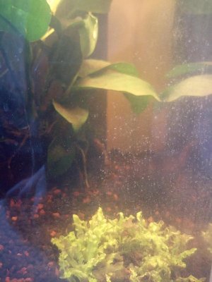 19687_5e496e3082c38.jpg 900X1200 px