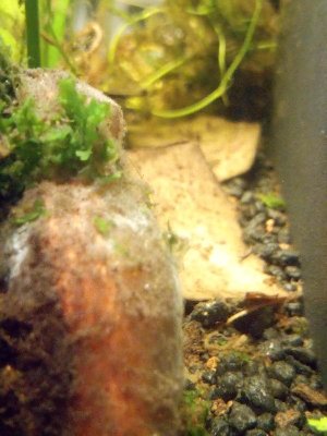 19687_5e5d6428aa547.jpg 900X1200 px