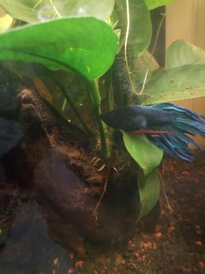 19687_5e5d817dcee3e.jpg 900X1200 px