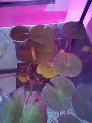 19819_5ee8989c6cc11.jpg 900X1200 px