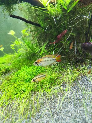 19907_5f08ce6955abc.jpg 900X1200 px