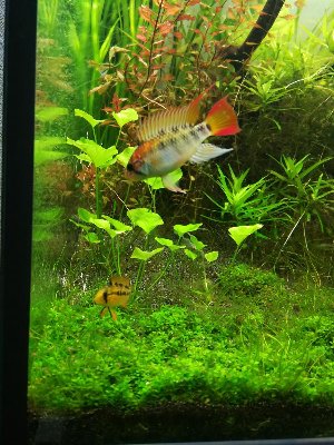 19907_5f299e46728a6.jpg 900X1200 px